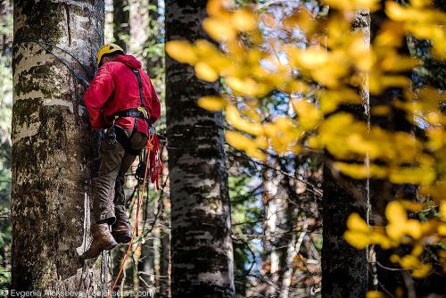 Исследование: где находятся самые высокие деревья в России 14