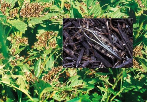 Интересные факты о саранче: что это за насекомое и как оно живет 11