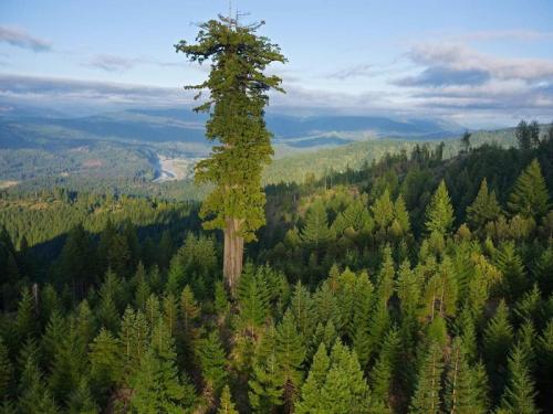 Самый высокий лес в мире. Самое, самое высокое дерево в мире