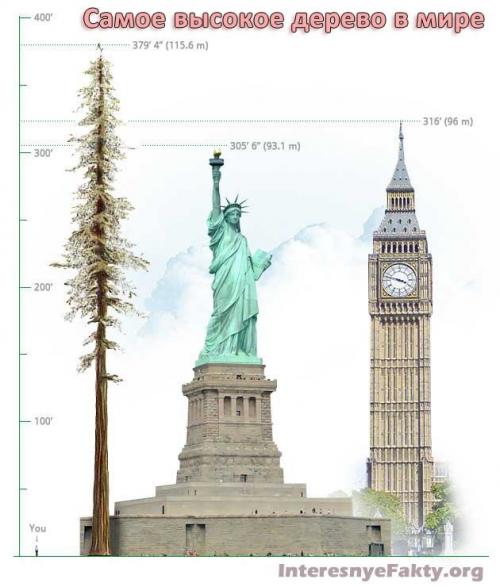 Самый высокий лес в мире. Самое, самое высокое дерево в мире
