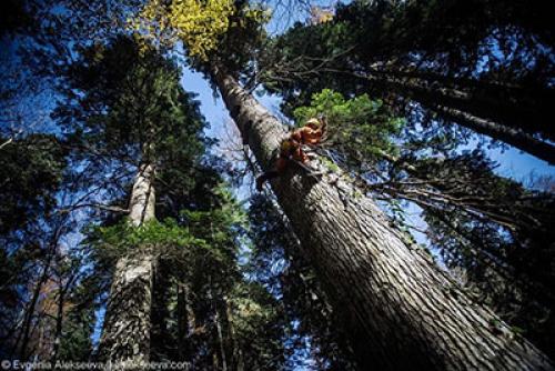 Исследование: где находятся самые высокие деревья в России 12