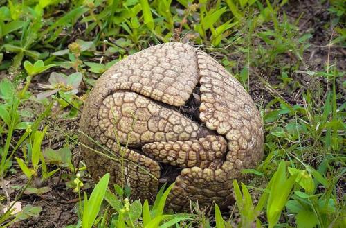 Стратегии выживания: как молодые животные защищаются от хищников 18