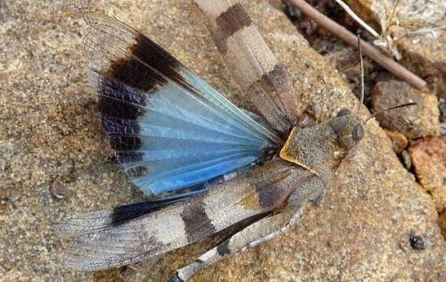 Что такое саранча и каковы основные особенности этого насекомого. Виды