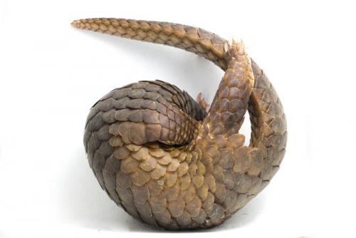 Стратегии выживания: как молодые животные защищаются от хищников 17