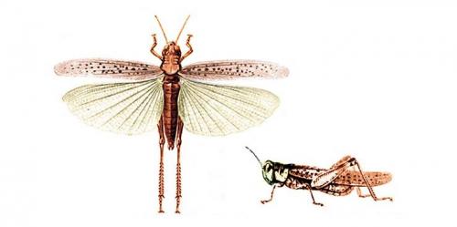 Интересные факты о саранче: что это за насекомое и как оно живет 10
