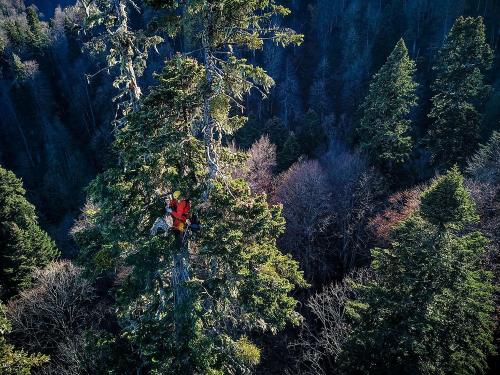 Исследование: где находятся самые высокие деревья в России 01