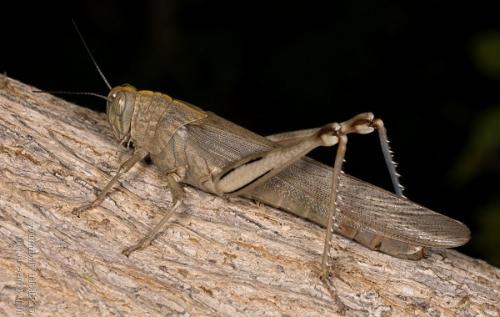 Что такое саранча и каковы основные особенности этого насекомого. Виды