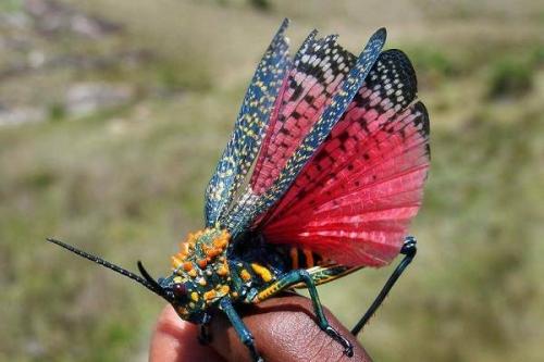 Что такое саранча и каковы основные особенности этого насекомого. Виды