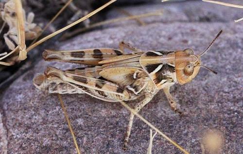 Что такое саранча и каковы основные особенности этого насекомого. Виды