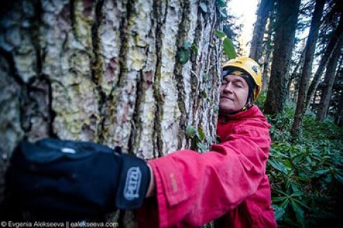 Исследование: где находятся самые высокие деревья в России 11