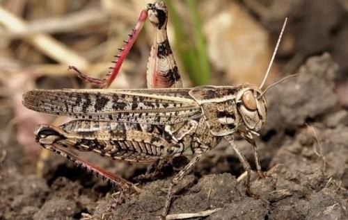 Что такое саранча и каковы основные особенности этого насекомого. Виды