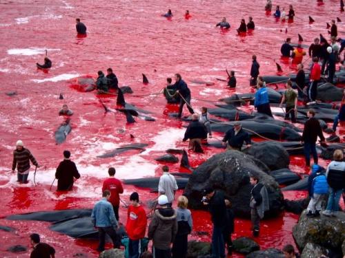 Бойня в Дании дельфинов. «Цивилизованные» европейцы за несколько часов вырезали 1428 дельфинов