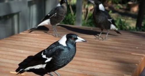 Животные открытые в 2021 году. Британские специалисты открыли в 2021 году 550 новых видов животных и растений