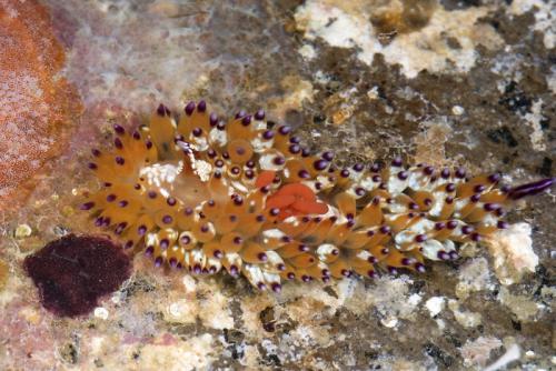 Новые животные 2019. Фотографии новых и необычных видов животных, открытых в 2019 году