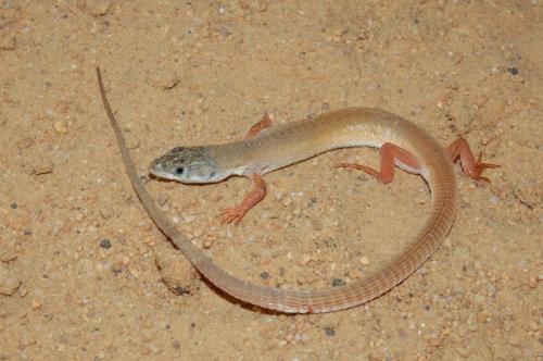 Новые животные 2019. Фотографии новых и необычных видов животных, открытых в 2019 году