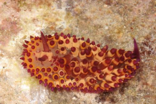 Новые животные 2019. Фотографии новых и необычных видов животных, открытых в 2019 году