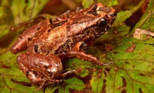 Новые животные 2020. Ученые открыли 20 новых видов животных. Вот самые интересные из них