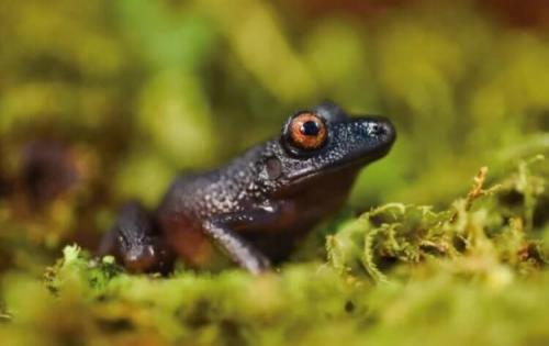 Новые животные 2020. Ученые открыли 20 новых видов животных. Вот самые интересные из них