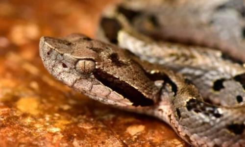 Новые животные 2020. Ученые открыли 20 новых видов животных. Вот самые интересные из них