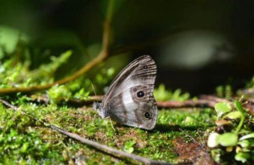 Новые животные 2020. Ученые открыли 20 новых видов животных. Вот самые интересные из них