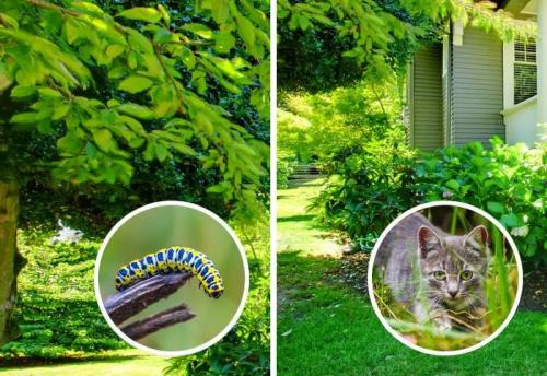 Могут ли животные видеть цвета, которые невидимы для человека. О том, как видят мир животные