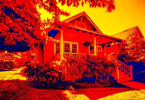 Могут ли животные видеть цвета, которые невидимы для человека. О том, как видят мир животные