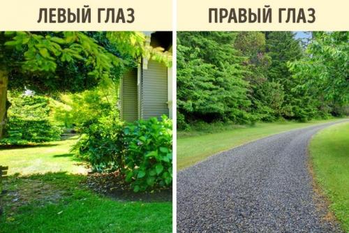 Могут ли животные видеть цвета, которые невидимы для человека. О том, как видят мир животные