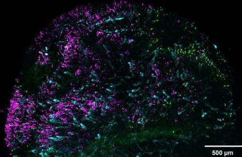 Как зрение человека сравнится со зрением других животных. Почему люди видят на миллион цветов больше, чем животные