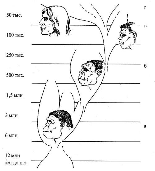 Эволюция человека этапы.    7.3.2. Эволюция человека