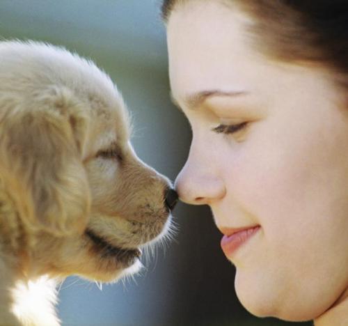 Есть ли у животных более развитое обоняние, чем у людей. Обоняние особо важно для какого животного. Ученые установили, что обоняние человека мало в чем уступает способностям животных определять запахи. Благородный представитель отряда непарнокопытных