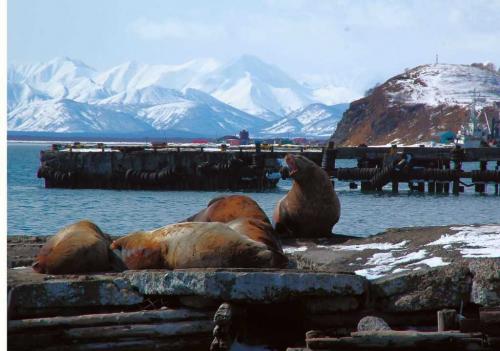 Какие природные чудеса России можно увидеть на Камчатке. Что стоит обязательно увидеть на Камчатке? Природу!