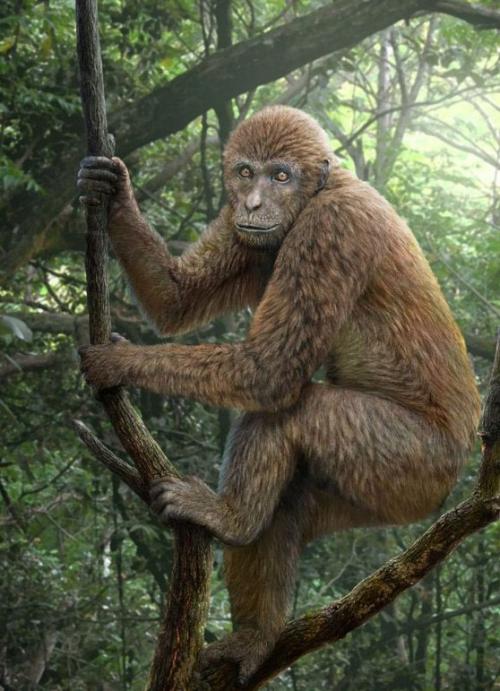 Эволюция человека от обезьяны. 11) Эволюция обезьян.