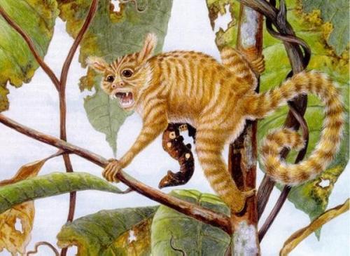 Эволюция человека от обезьяны. 11) Эволюция обезьян.