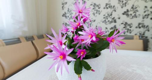 Растение декабрист уход в домашних условиях. Добавление статьи в новую подборку 17