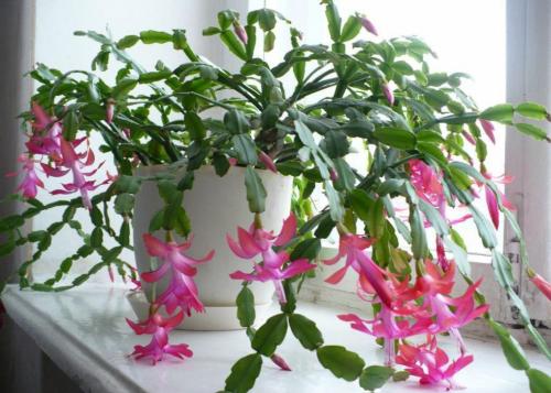 Растение декабрист уход в домашних условиях. Добавление статьи в новую подборку 10