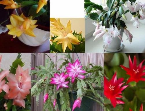 Растение декабрист уход в домашних условиях. Добавление статьи в новую подборку 11