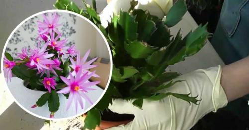 Уход за декабристом в октябре. Уход за декабристом осенью