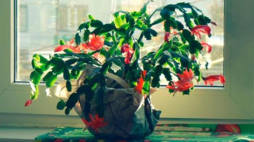 Растение декабрист уход в домашних условиях. Добавление статьи в новую подборку 13