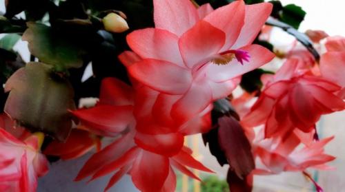 Как вырастить декабрист из листочка. Декабрист: способы посадки и уход