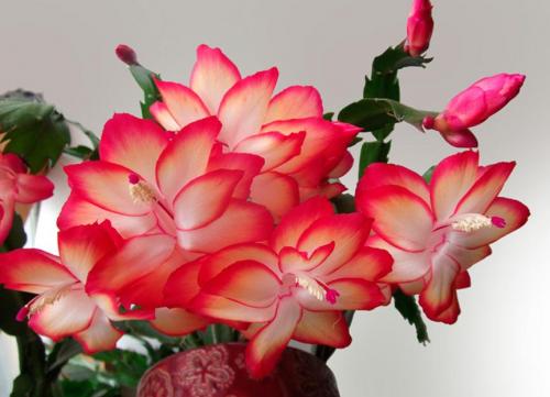 Растение декабрист уход в домашних условиях. Добавление статьи в новую подборку 15