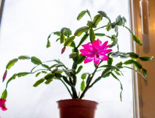 Растение декабрист уход в домашних условиях. Добавление статьи в новую подборку 12