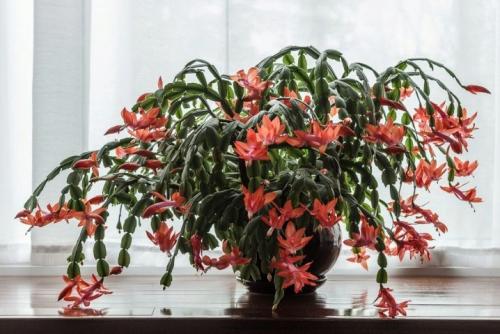 Растение декабрист уход в домашних условиях. Добавление статьи в новую подборку 09