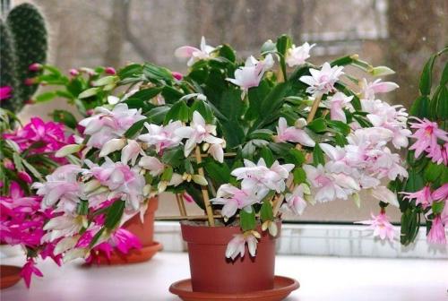 Растение декабрист уход в домашних условиях. Добавление статьи в новую подборку 14