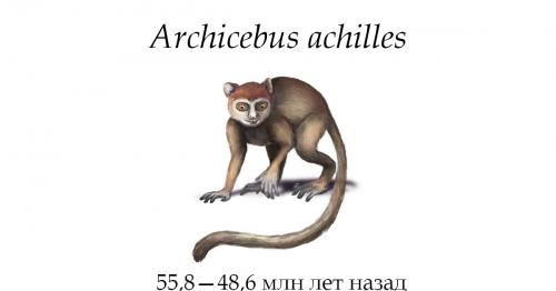 Современный и древний человек. Эволюция человека: этапы развития. Происхождение от первых предков 01