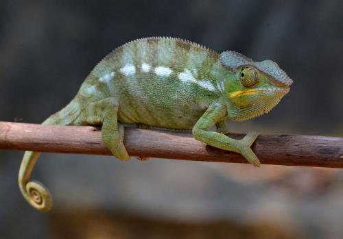 Какие виды хамелеонов самые популярные. Хамелеоны: какие виды могут жить в домашних террариумах