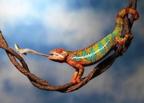Как хамелеоны охотятся за добычей. Как охотится хамелеон