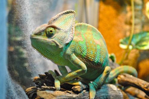 Какие виды хамелеонов самые популярные. Хамелеоны: какие виды могут жить в домашних террариумах