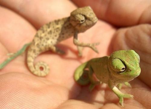 Хамелеоны: уникальные существа с невероятными способностями 12