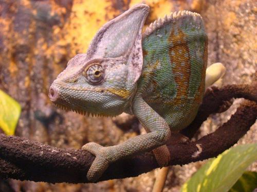 Хамелеоны: уникальные существа с невероятными способностями 08