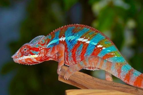 Какие виды хамелеонов самые популярные. Хамелеоны: какие виды могут жить в домашних террариумах